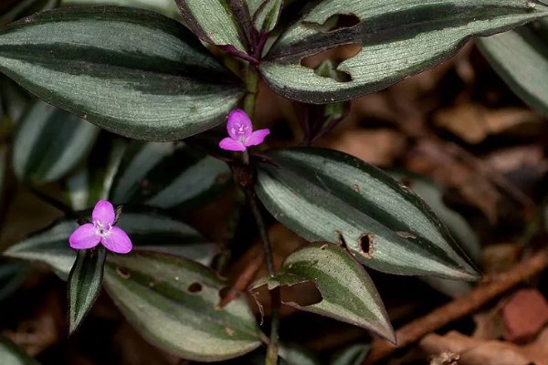 怎么养吊竹梅，将其放在采光较好的地方养护