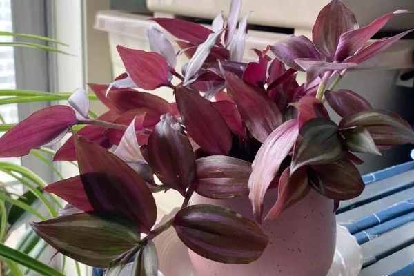 怎么养吊竹梅，将其放在采光较好的地方养护