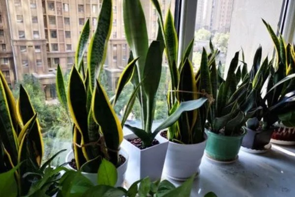 虎皮兰有哪些作用，可装点家居环境和净化家居空气