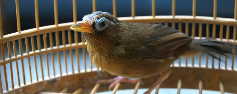 画眉鸟遛鸟的窍门,每天定时遛两次为佳