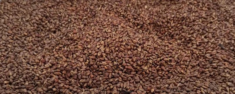 葡萄籽能种吗，葡萄籽是可以种植的