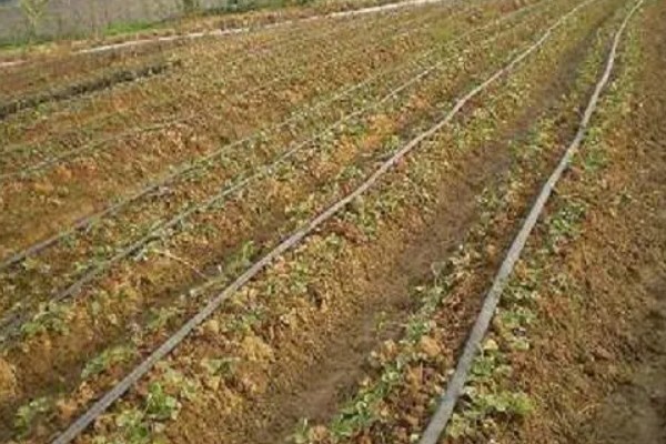 草莓的株距行距是多少，行距约0.30-0.35米