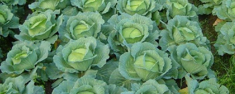 冷棚春甘蓝定植后如何管理，定植缓苗时需要较高的温度