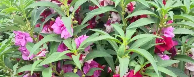 凤仙花的外形特点，茎高40-100厘米