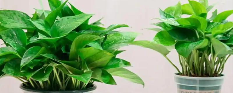 绿萝水培还是土培好,绿萝土培会更好