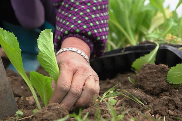 八月适合种植哪些蔬菜，适合种萝卜、菠菜等