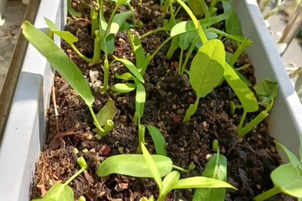 八月适合种植哪些蔬菜，适合种萝卜、菠菜等