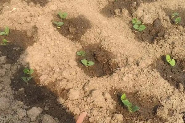 八月适合种植哪些蔬菜，适合种萝卜、菠菜等