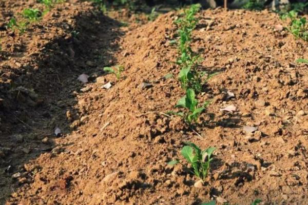 八月适合种植哪些蔬菜，适合种萝卜、菠菜等