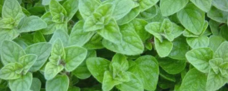 牛至的种植注意事项，不要使用沙土养殖