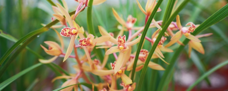 兰花出现黄叶如何处理，需保持充足光照