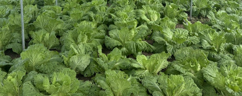 白菜的亩产量，亩产量在5000-10000斤之间