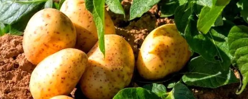 河北尚义县的特产,有尚义土豆、尚义莜面等