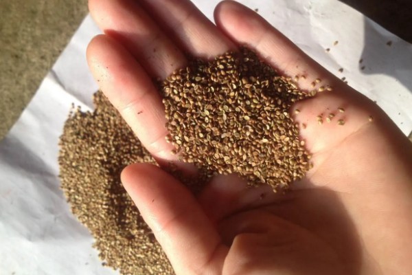 牧草种子的播种期，春夏秋季均可播种