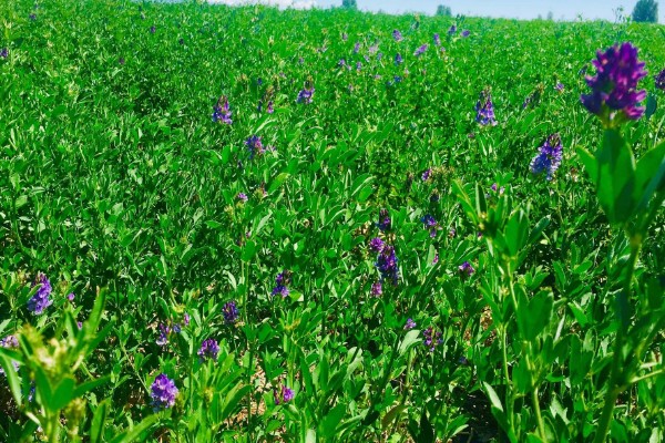 牧草种子的播种期，春夏秋季均可播种