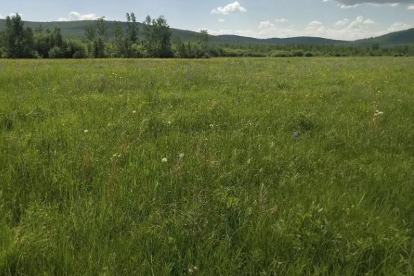 牧草种子的播种期，春夏秋季均可播种