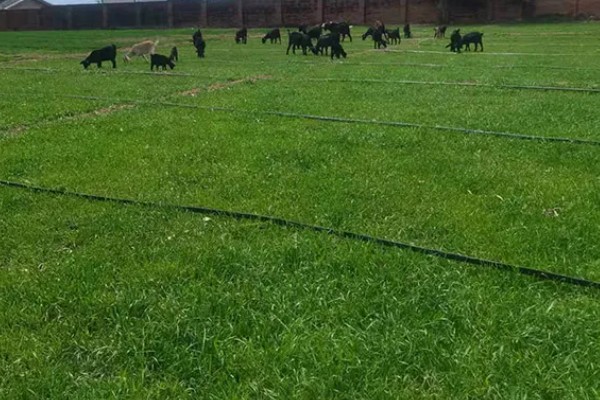 牧草种子的播种期，春夏秋季均可播种