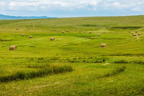 牧草种子的播种期，春夏秋季均可播种