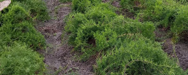 三年天冬的亩产量，在5000公斤左右