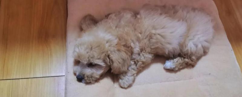 狗狗不理主人的原因,可能是心情不好或怀孕所致