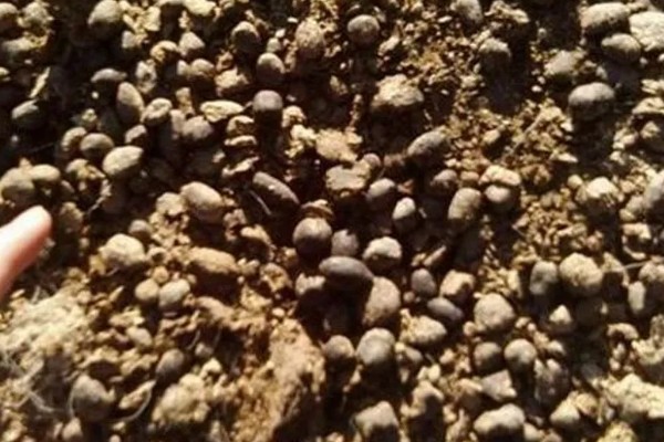 羊粪含多少氮磷钾成分，其中磷元素含量0.45%-0.6%