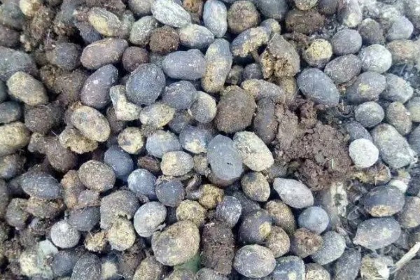 羊粪含多少氮磷钾成分，其中磷元素含量0.45%-0.6%