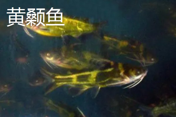 养殖周期较长的淡水鱼,有黄颡鱼、花鲢鱼等