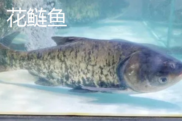 养殖周期较长的淡水鱼,有黄颡鱼、花鲢鱼等