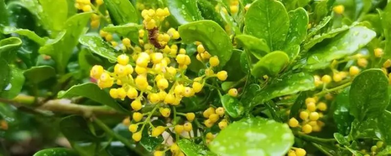 米兰花如何施肥,每开完一次花应抓紧补充养分