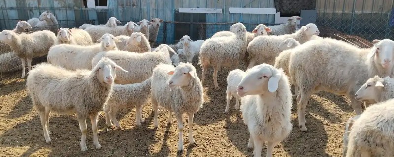 羊断奶后多久能完全退奶，需要半个月左右