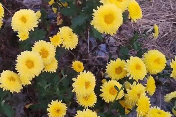 九月香花的外形特点，它的茎是直立生长的
