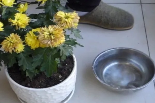 九月香花的外形特点，它的茎是直立生长的