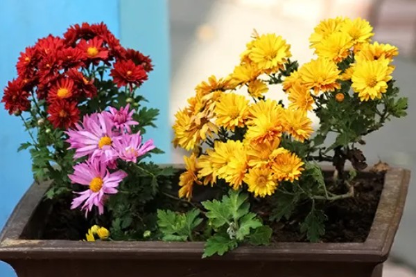 九月香花的外形特点，它的茎是直立生长的