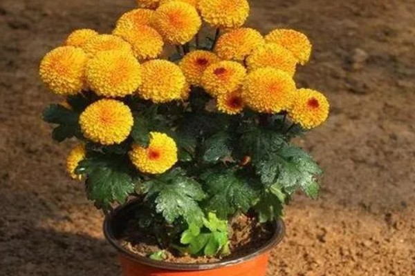 九月香花的外形特点，它的茎是直立生长的