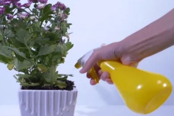 九月香花的外形特点，它的茎是直立生长的
