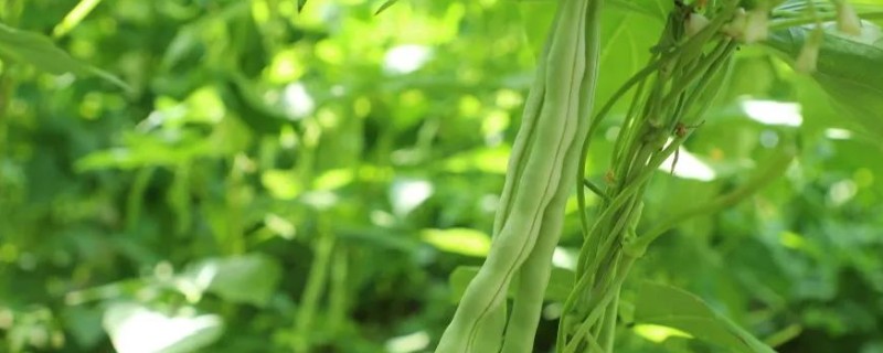 芸豆怎么种高产，搭架处理是很必要的
