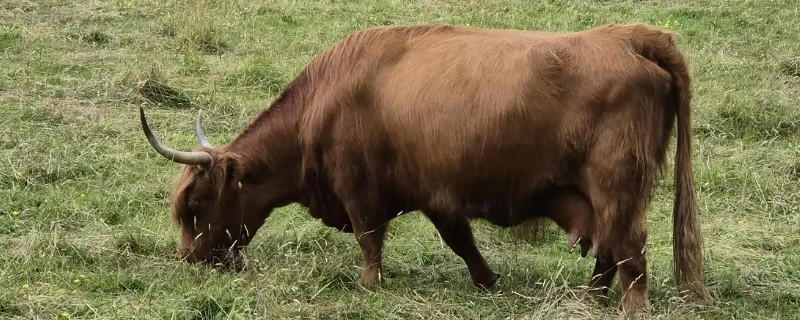 牛会吃肉吗，牛不吃肉