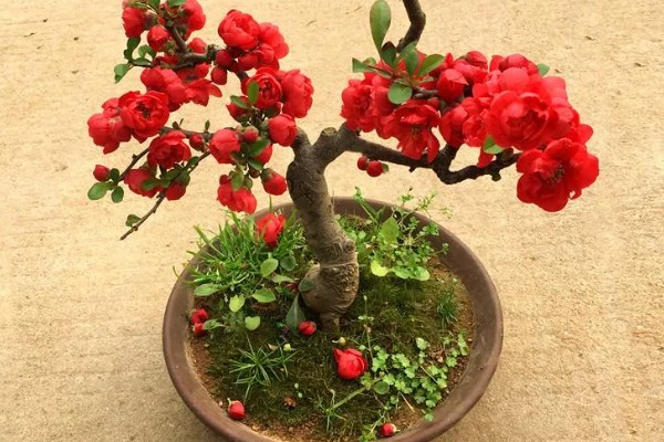 海棠花如何家庭养殖，选择沙质土或腐殖土种植