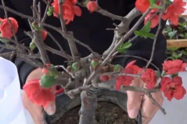 海棠花如何家庭养殖，选择沙质土或腐殖土种植