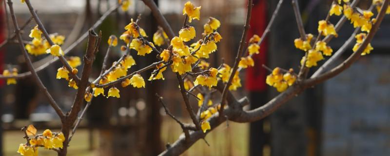 冬天什么花开放,有腊梅、炮仗花等