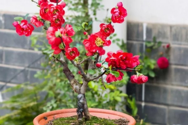 海棠花如何家庭养殖，选择沙质土或腐殖土种植