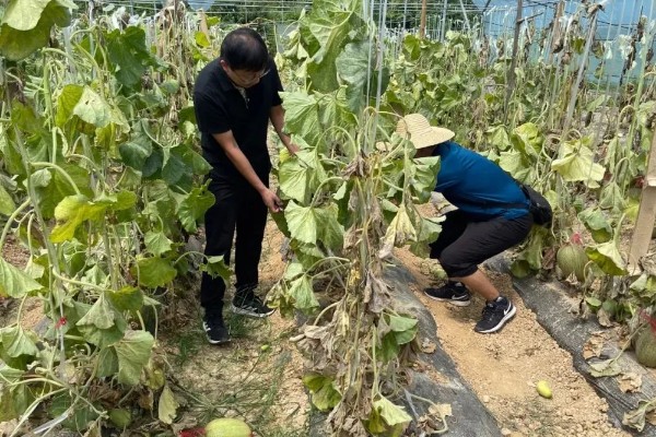 哈密瓜的打顶时间，根露地栽培一般在主蔓5-6片叶时打顶