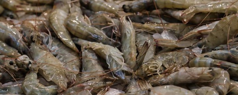 对虾和基围虾的区别是什么，种属和外形均不同