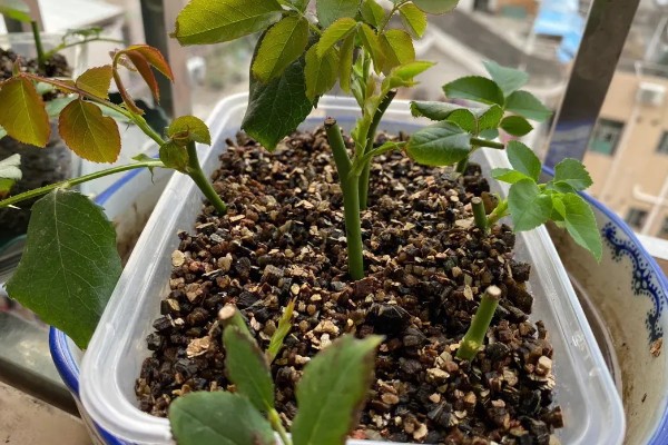 月季的传播方法，一般是采用扦插的方式