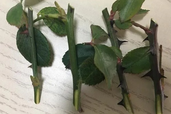 月季的传播方法，一般是采用扦插的方式