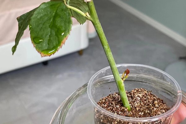 月季的传播方法，一般是采用扦插的方式