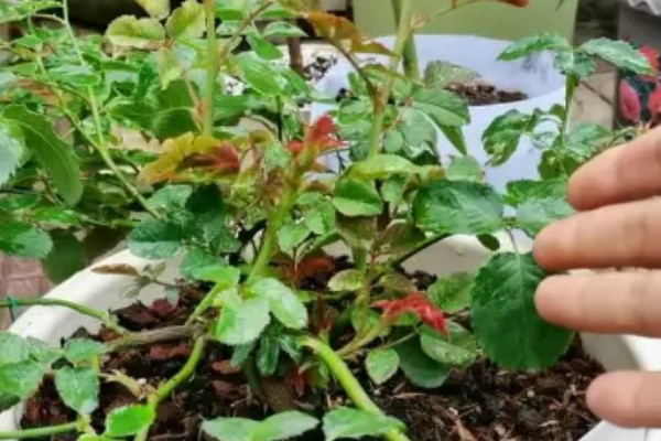 月季的传播方法，一般是采用扦插的方式