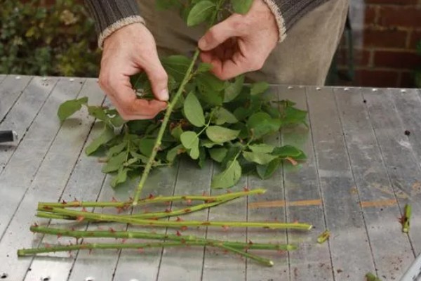 月季的传播方法，一般是采用扦插的方式