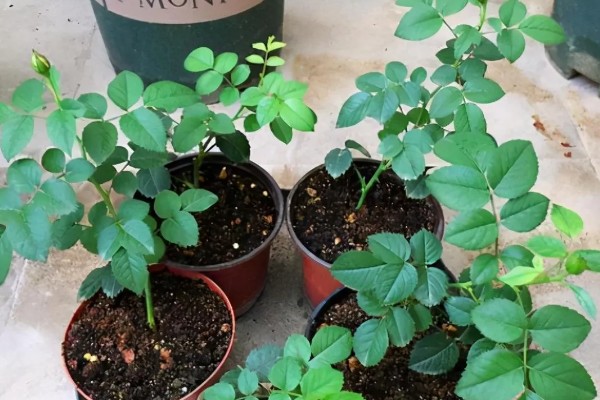 月季的传播方法，一般是采用扦插的方式