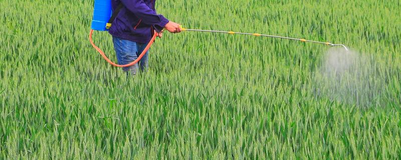 灵斯科丹会影响水稻分蘖吗，通常不会影响到水稻分蘖